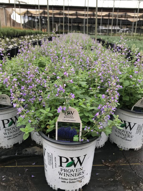 Catmint Cats Pajamas 1g (Nepeta 'Cat's Pajamas' PPAF) Richardson Roots